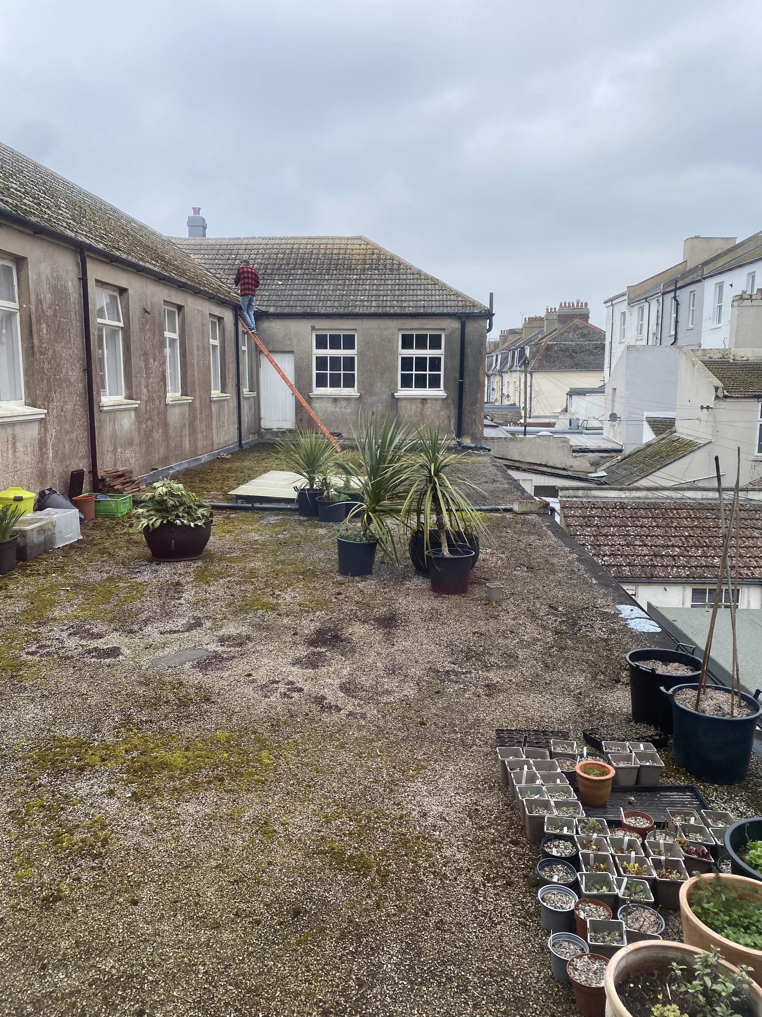 A flat roof at the back of a building with a man on a ladder and seedlings